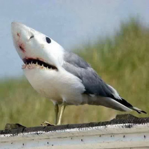 Meet the Posher Other - Meet your Posher, Nootnoot